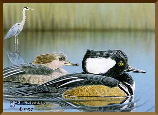 Hooded Merganser, Michael P. Frase