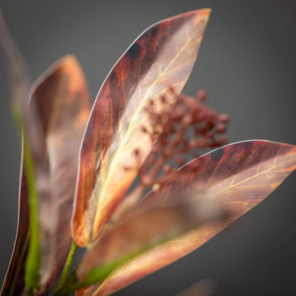 Leaf  Seed Spray