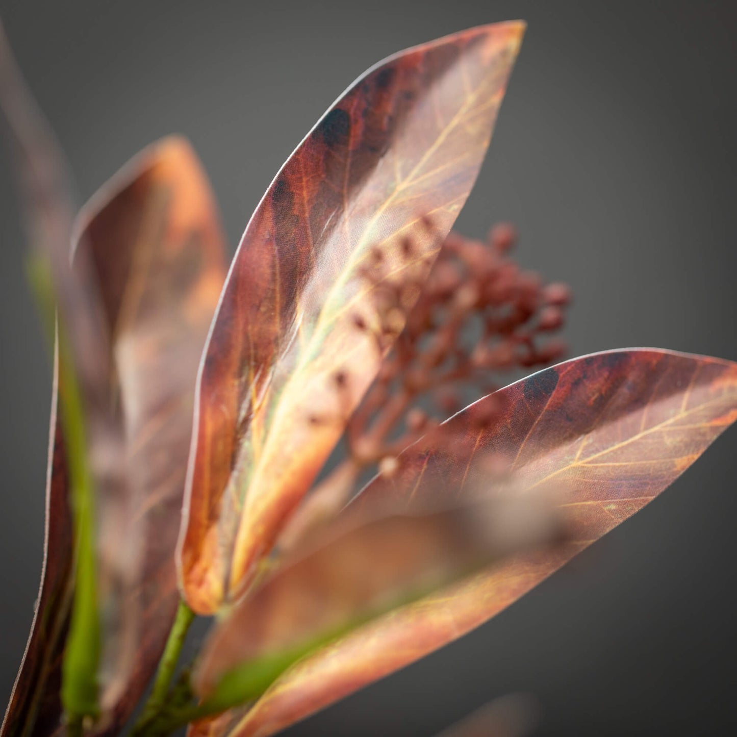 Leaf  Seed Spray