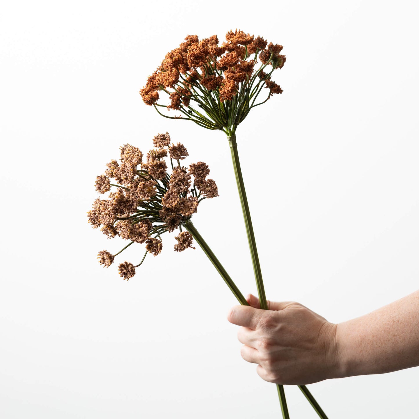Queen Anne's Spray