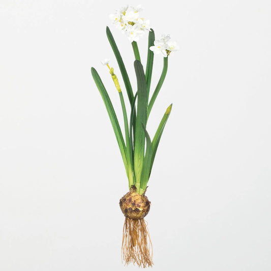 Paper White Daffodil w/ Bulb Stem