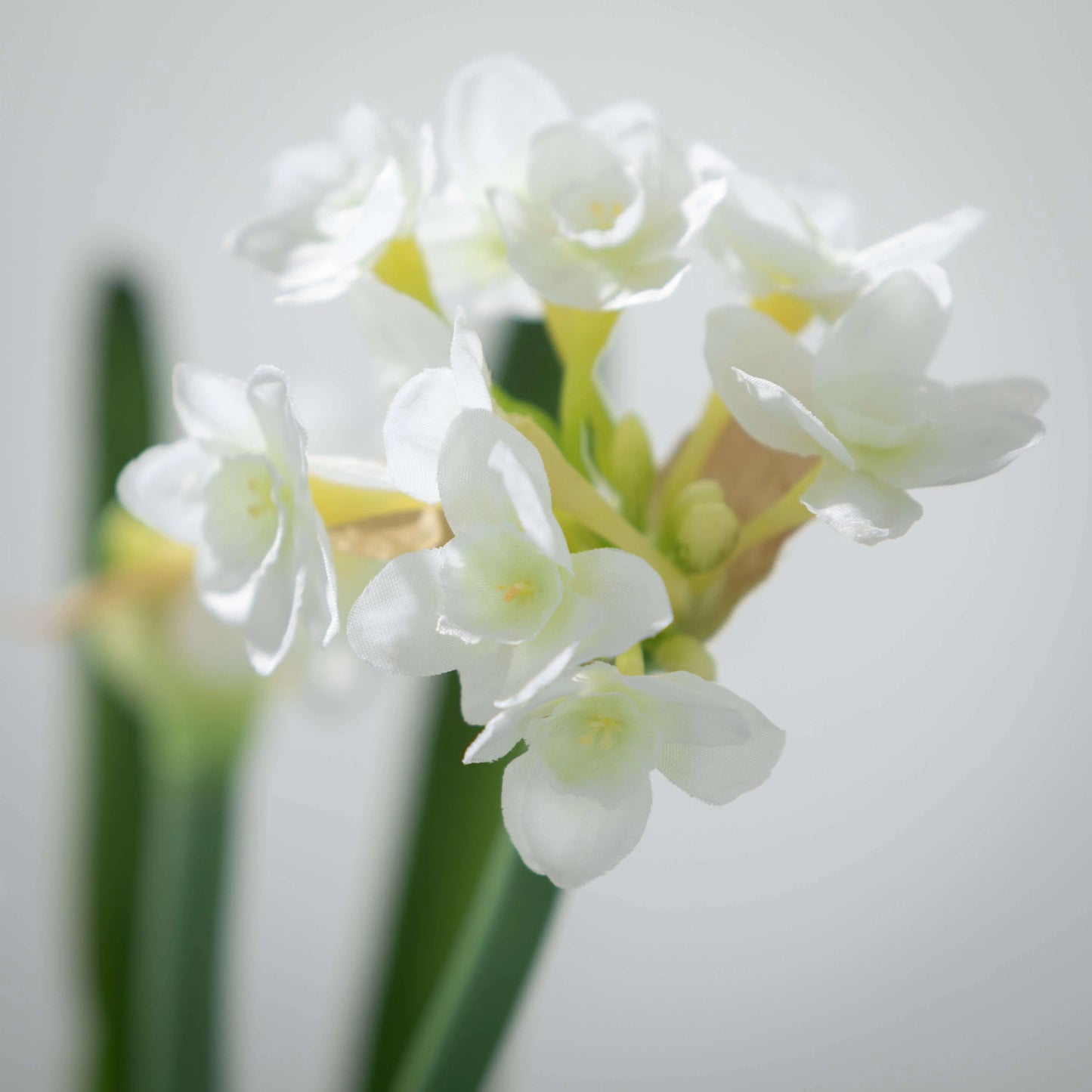 Paper White Daffodil w/ Bulb Stem