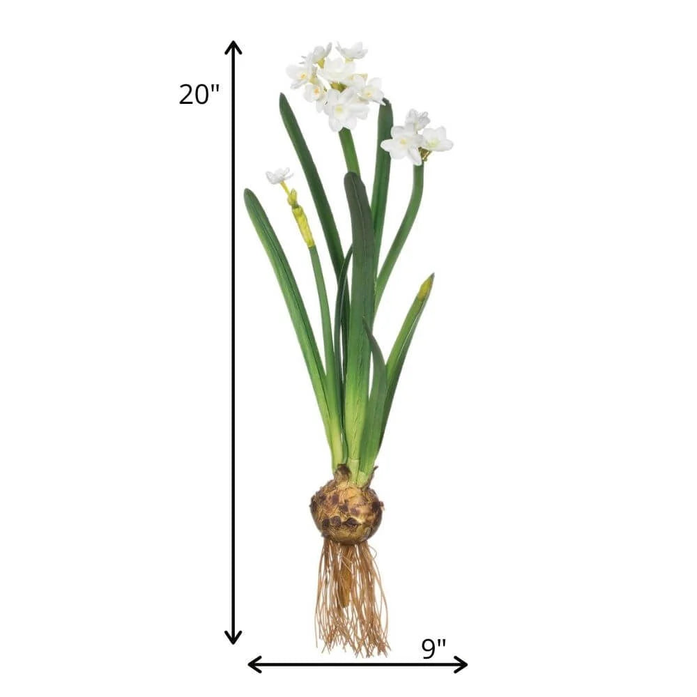 Paper White Daffodil w/ Bulb Stem