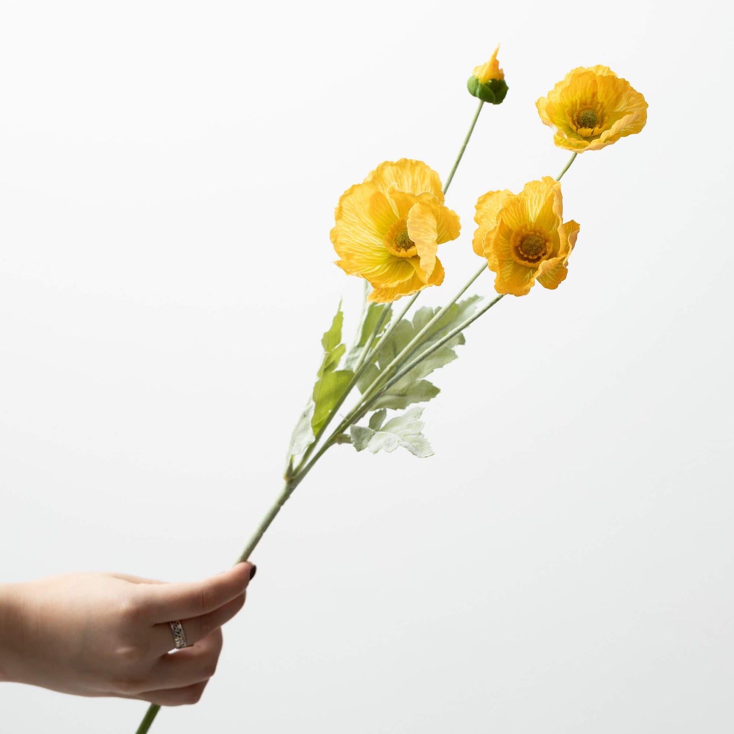Poppy Long Stem , Yellow