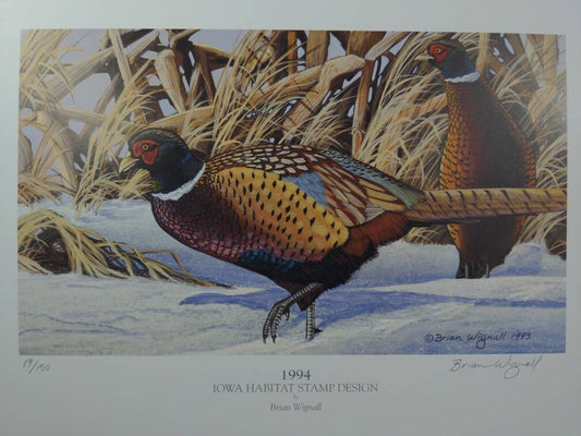 Ring Neck Pheasant , Brian Wignall