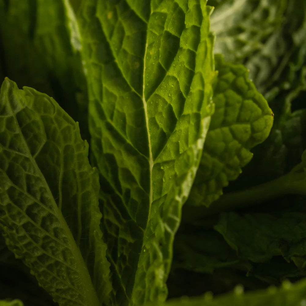 Pura - Allos - Mint Leaves - Focus - Smart Vial