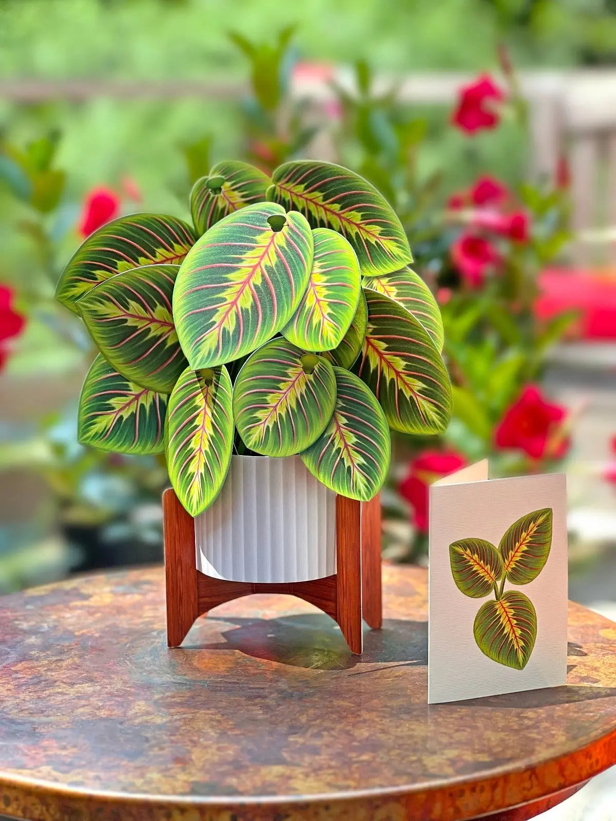 Freshcut Paper Prayer Plant - Pop Up Greeting Card