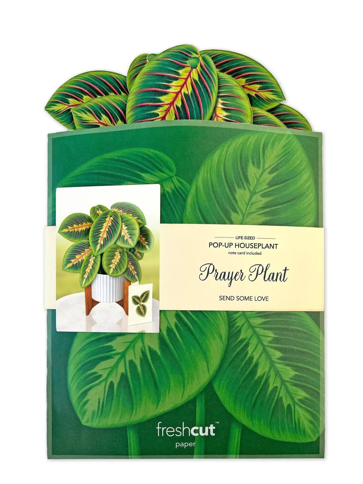 Freshcut Paper Prayer Plant - Pop Up Greeting Card