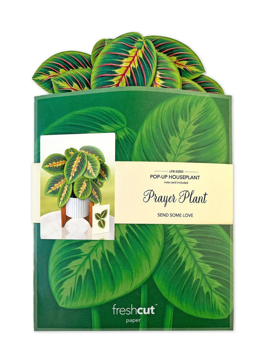 Freshcut Paper Prayer Plant - Pop Up Greeting Card