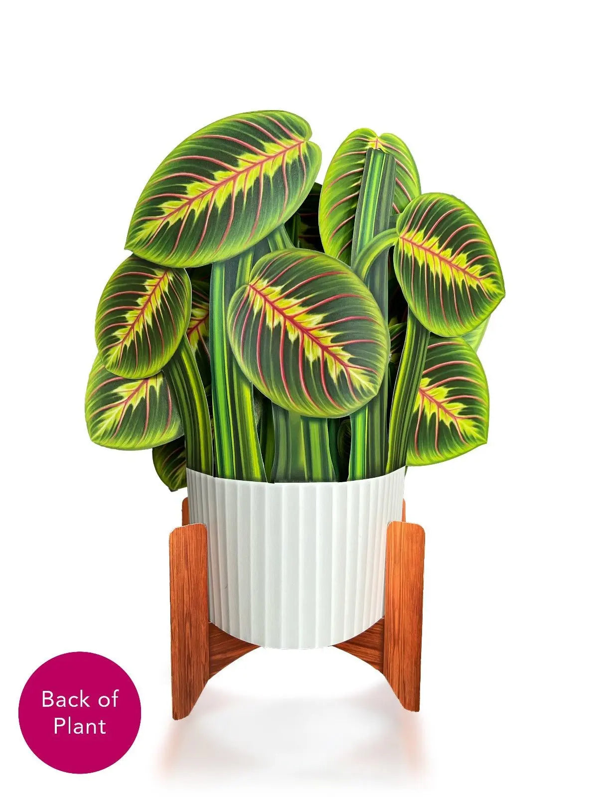 Freshcut Paper Prayer Plant - Pop Up Greeting Card