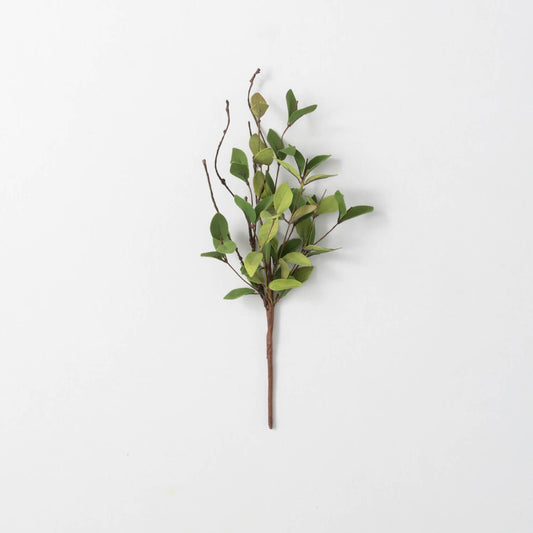 RUSCUS LEAFY TWIG PICK