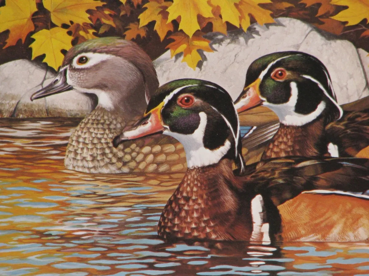 Wood Ducks, Thomas Gross
