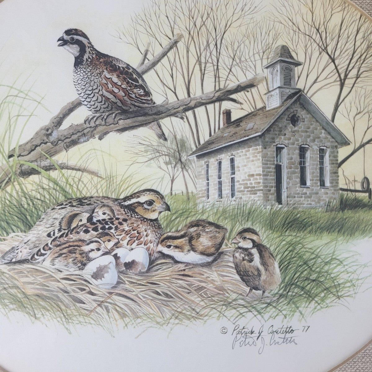 Bobwhite, Patrick Costello