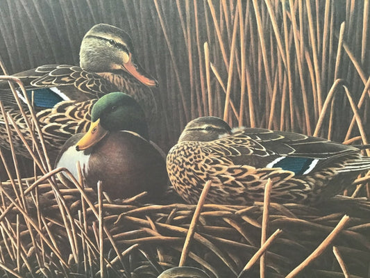 Ducks, Paul Bridgford