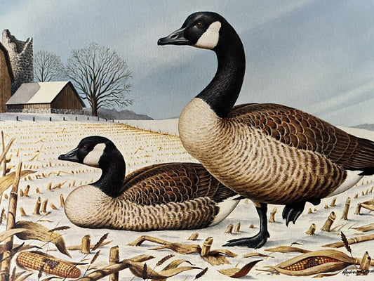 Canada Geese, Andrew Kurzmann