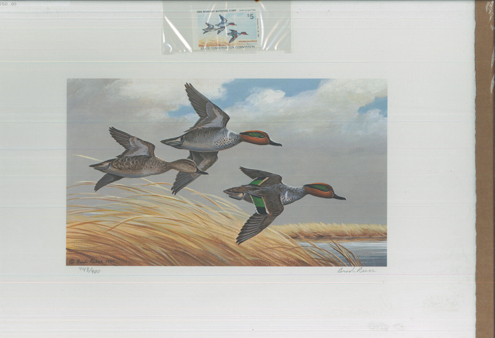 Green Winged Teal, Brad Reece