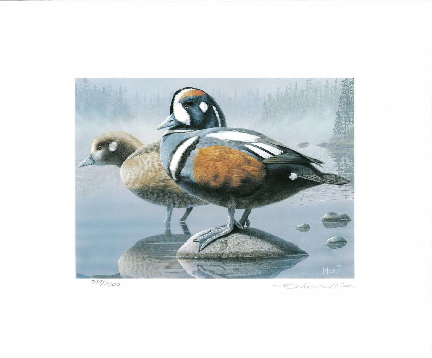 Harlequin Ducks, Tom Moen