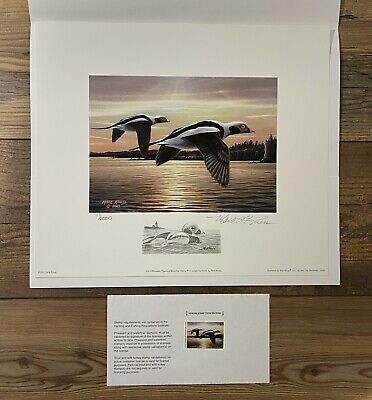 Longtailed Duck, Mark Kness