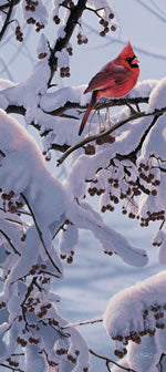 Winter Crimson, Scot Storm